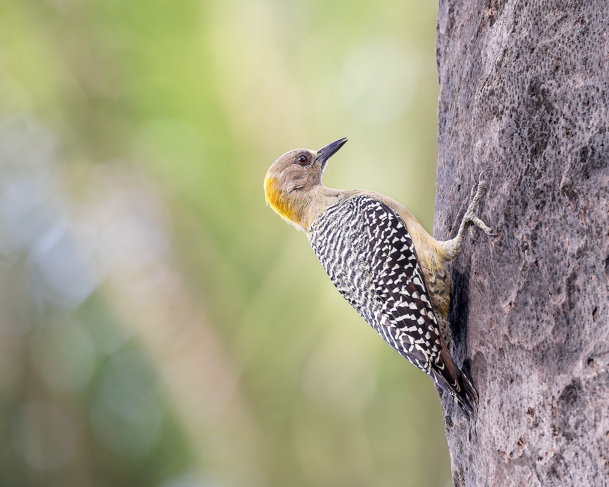 Hoffmann's Woodpecker - ML647268667