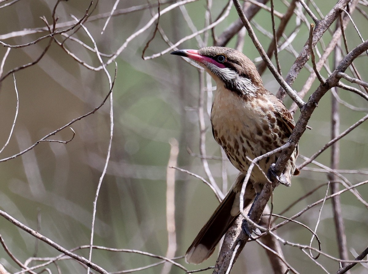 rosennebbhonningeter - ML647268668