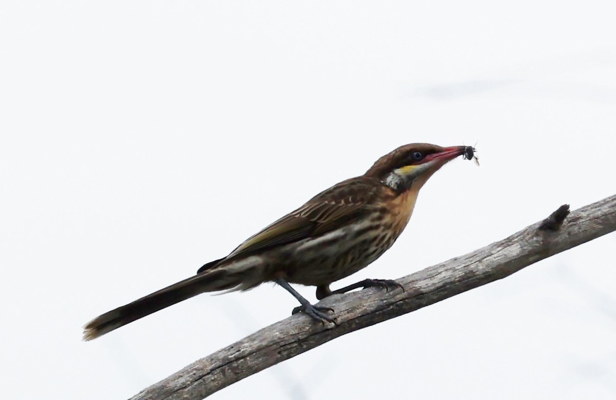 rosennebbhonningeter - ML647268674