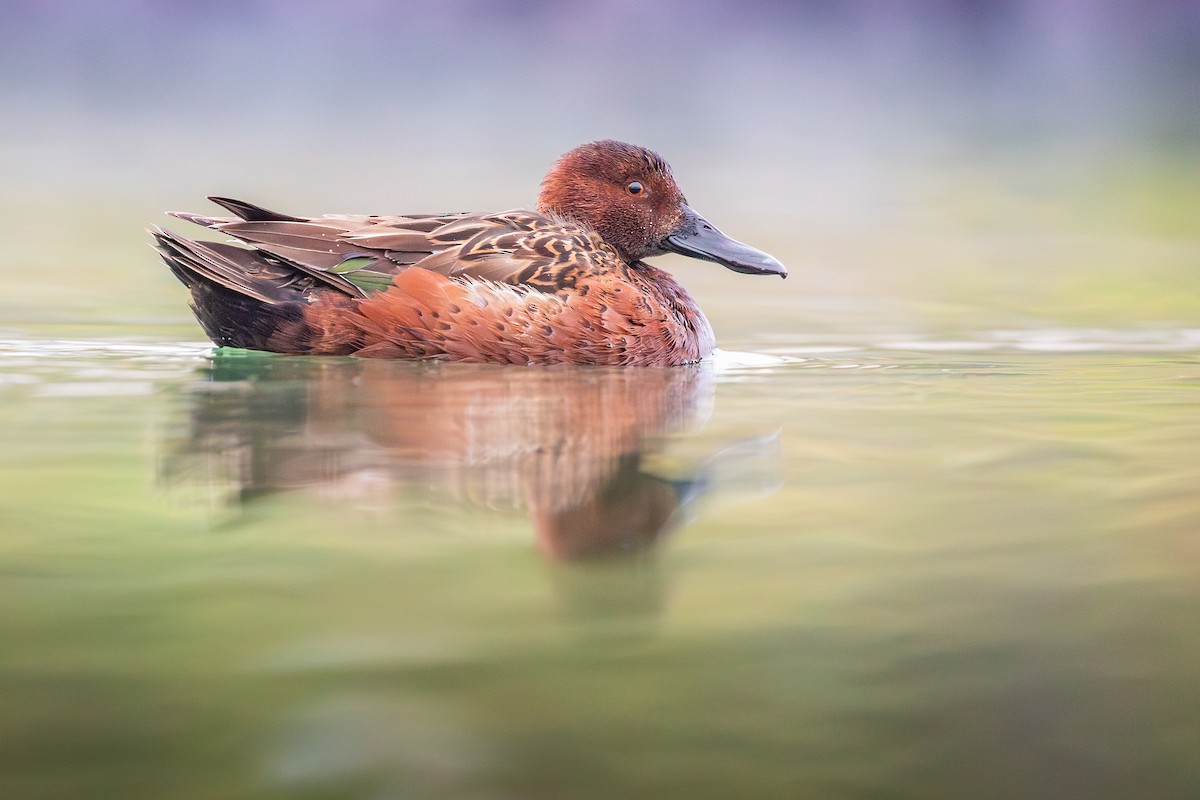 Cinnamon Teal - ML647268677