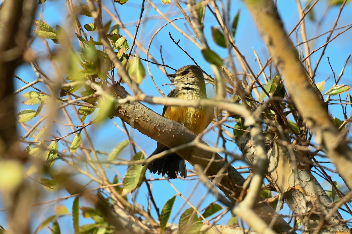 Vermilion Flycatcher - ML647268684