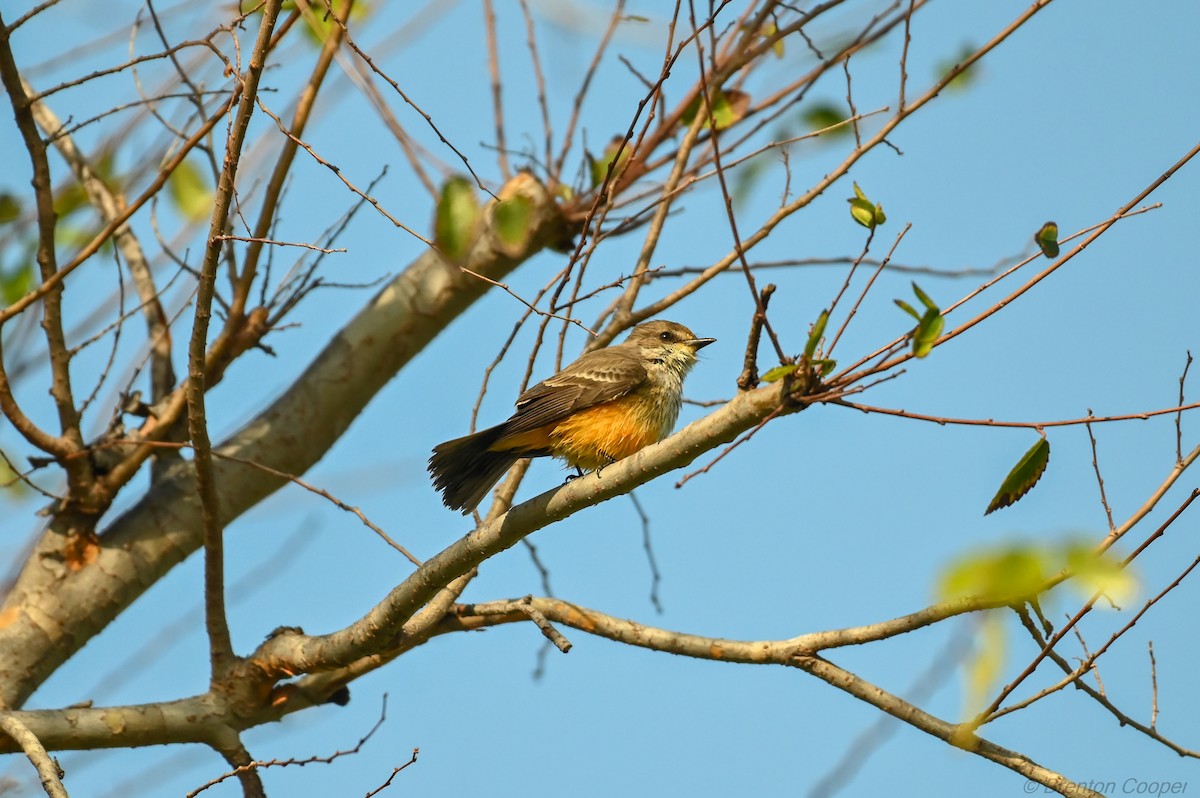 Vermilion Flycatcher - ML647268685