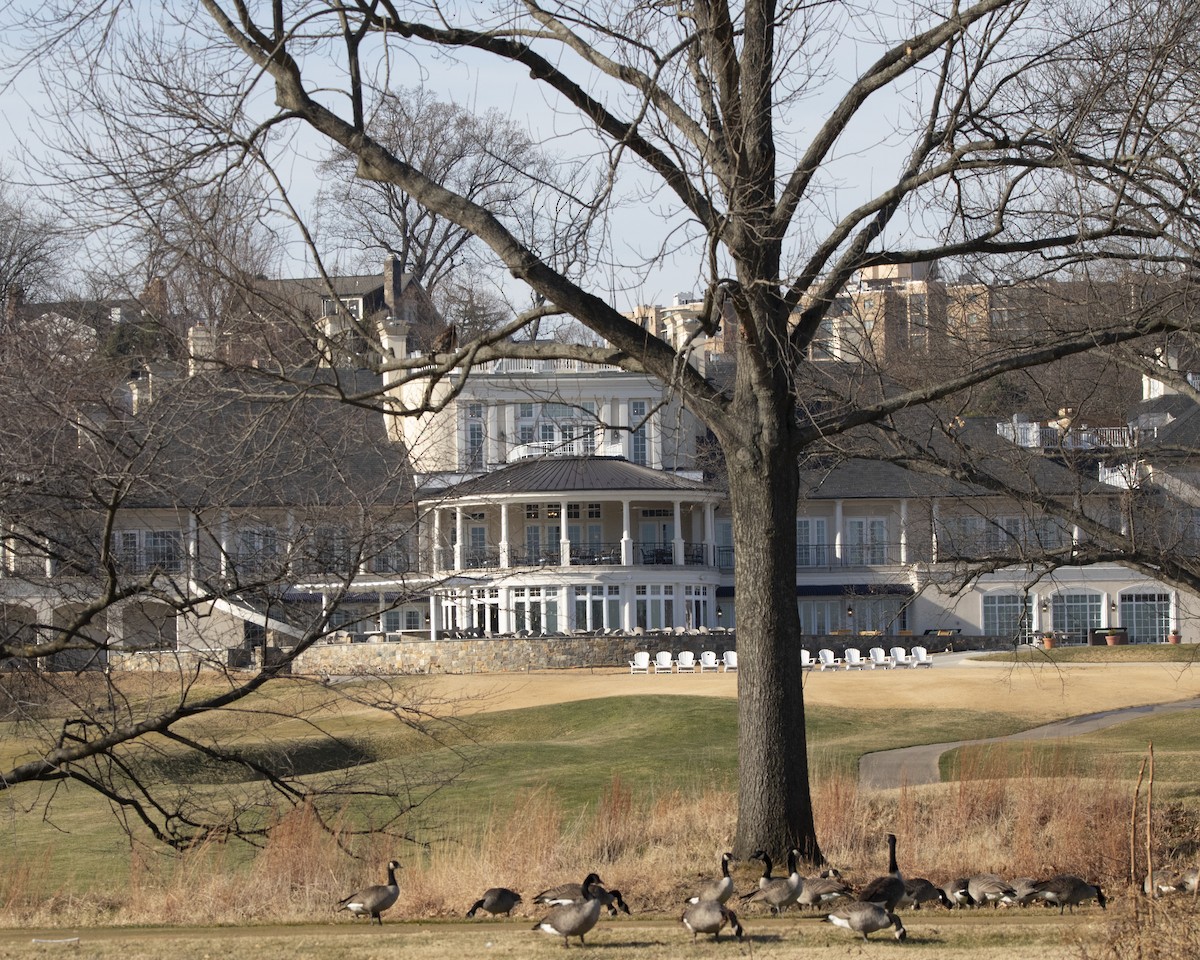 Canada Goose - ML647268686