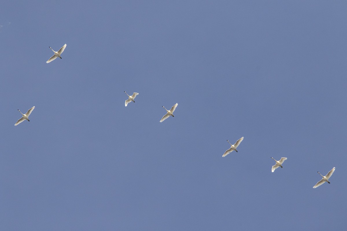 Tundra Swan - ML647268690