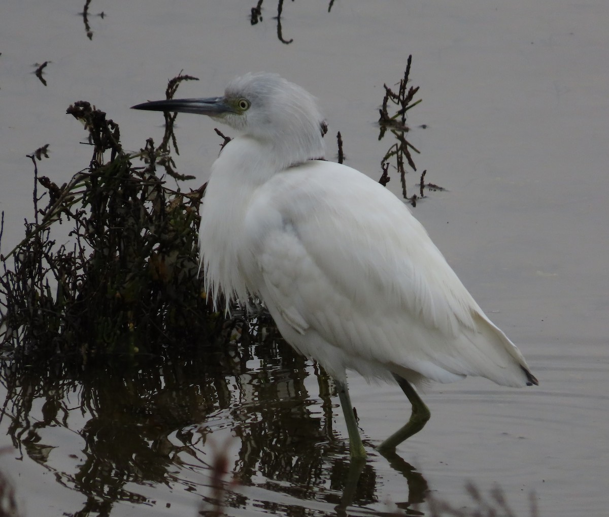Little Blue Heron - ML647268695