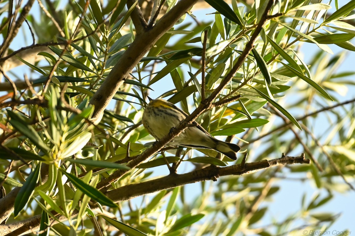 Yellow-rumped Warbler - ML647268696