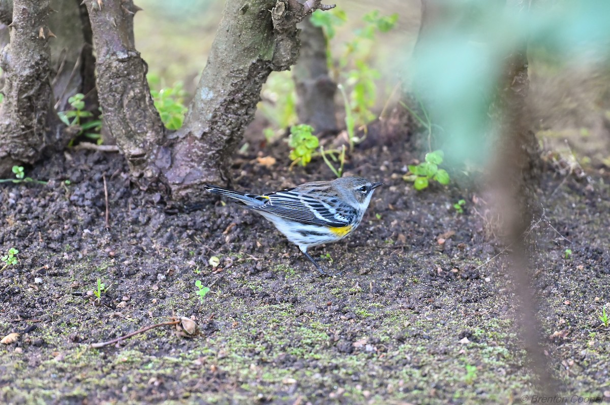 Yellow-rumped Warbler - ML647268697