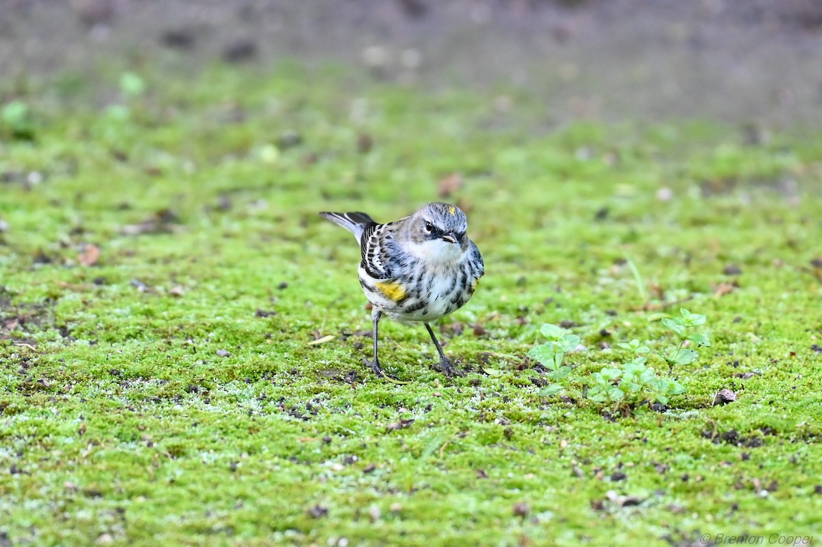 Yellow-rumped Warbler - ML647268698