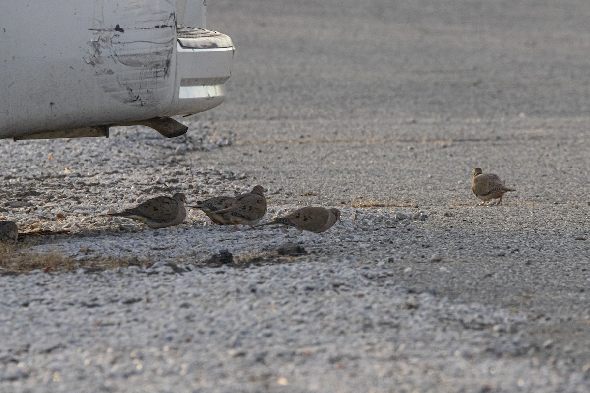 Mourning Dove - ML647268700