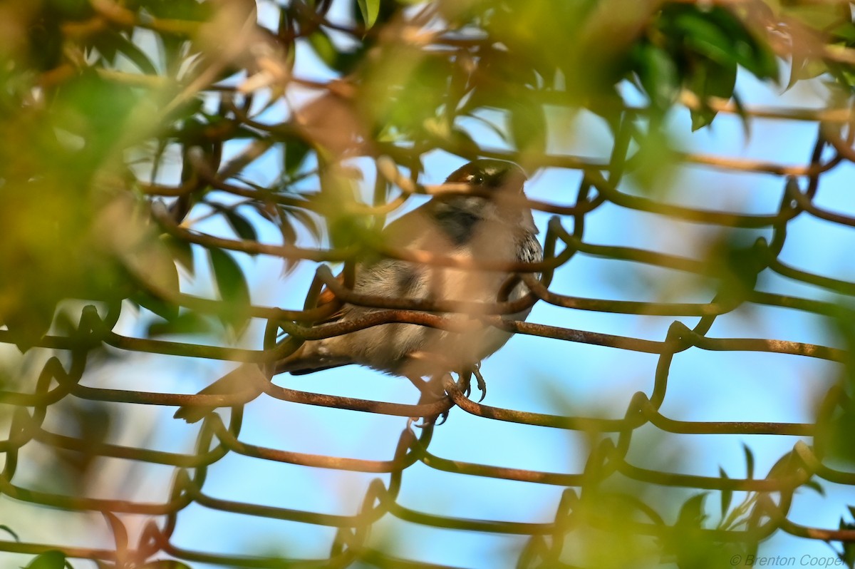 House Sparrow - ML647268701
