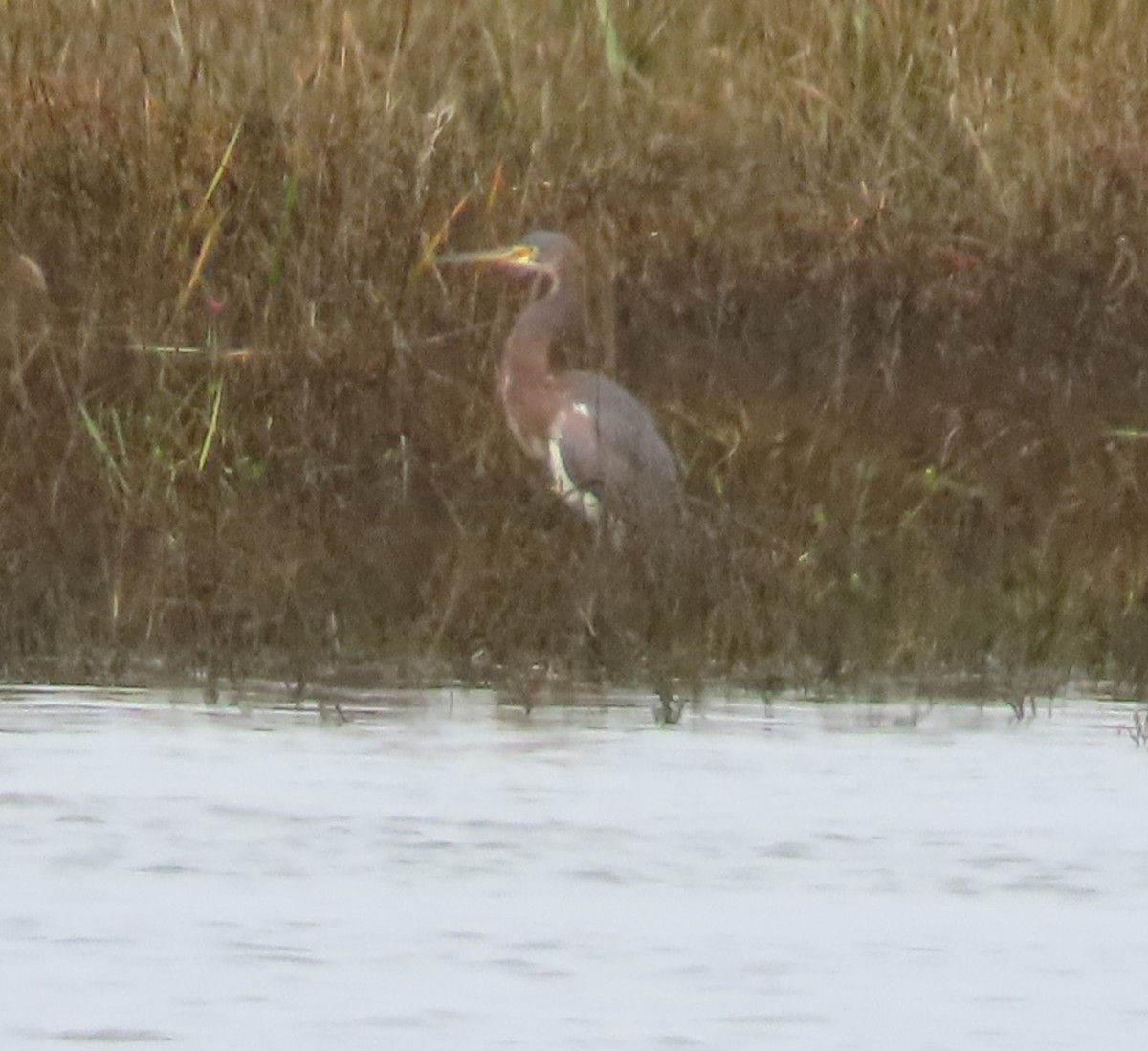 Tricolored Heron - ML647268702