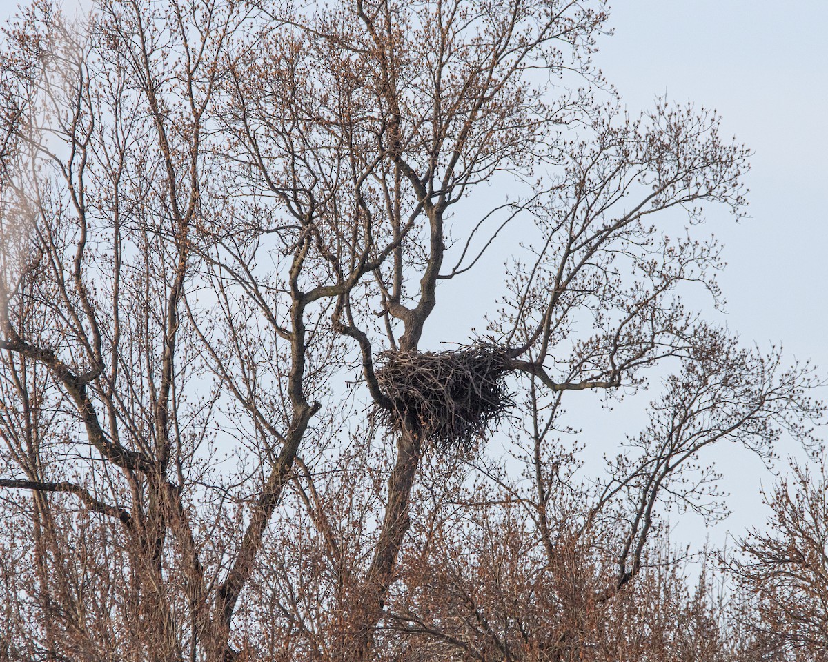 Bald Eagle - ML647268709