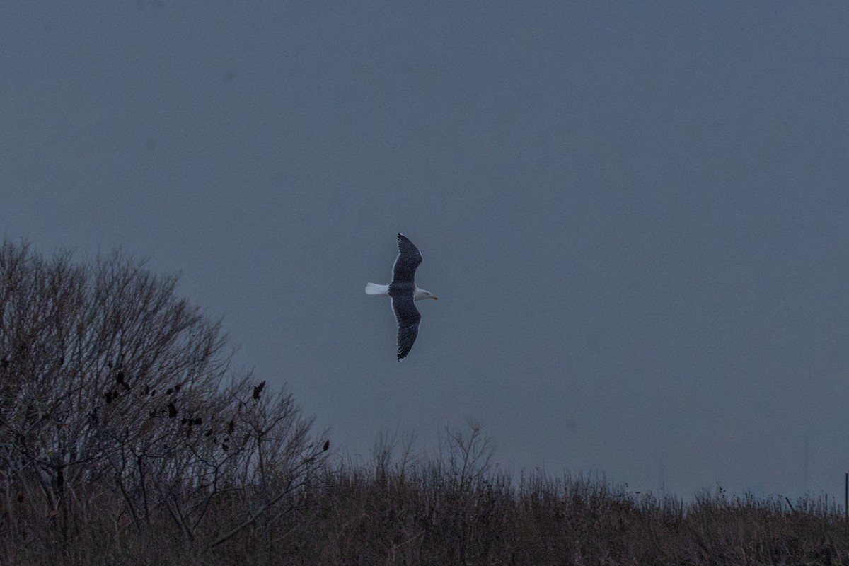 Mugnaiaccio - ML647268716