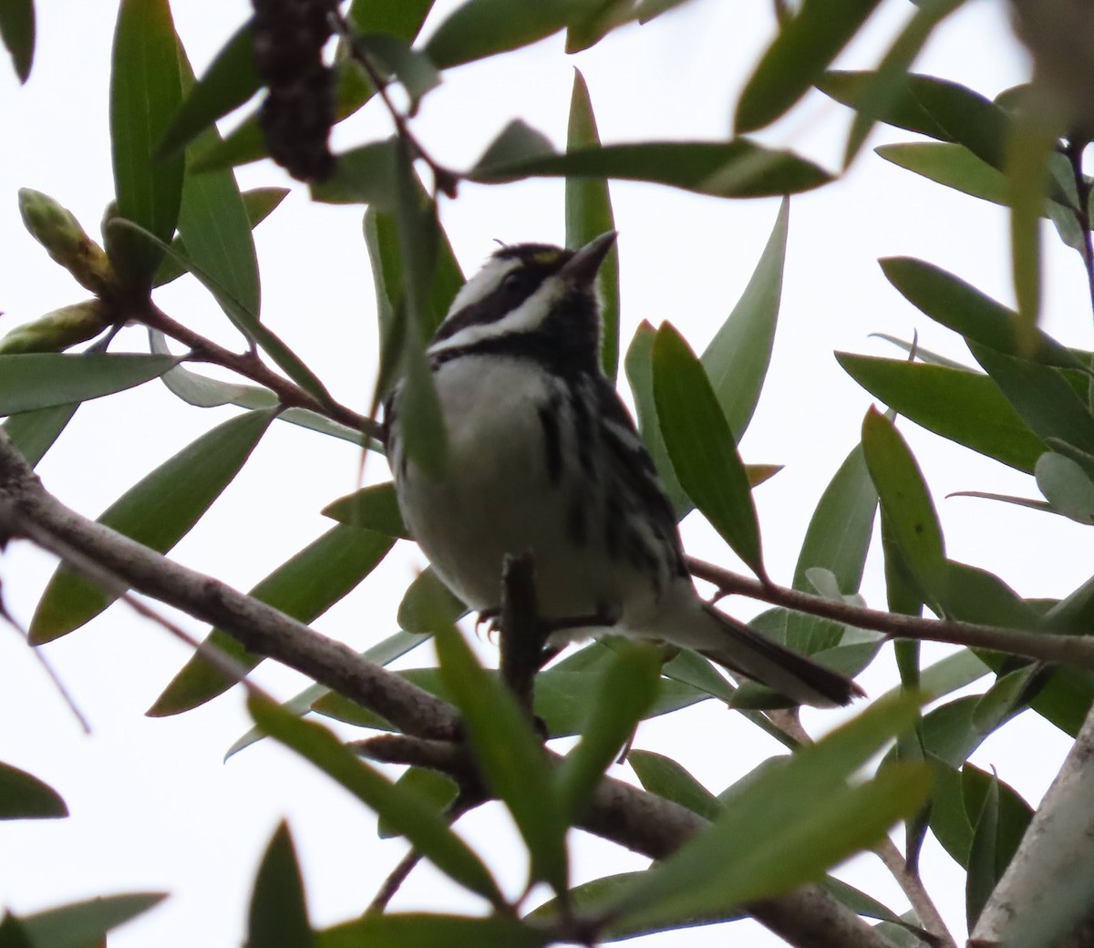 Black-throated Gray Warbler - ML647268718