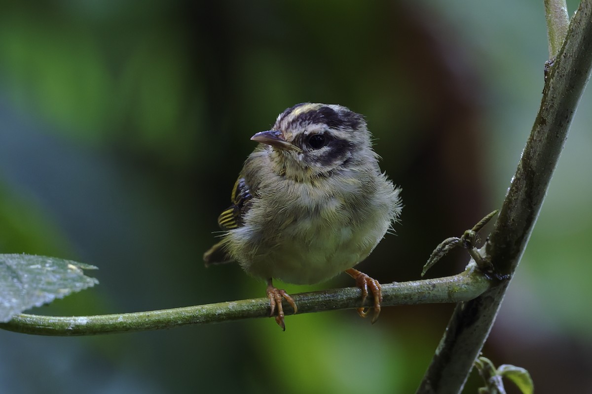 Three-striped Warbler - ML647268721