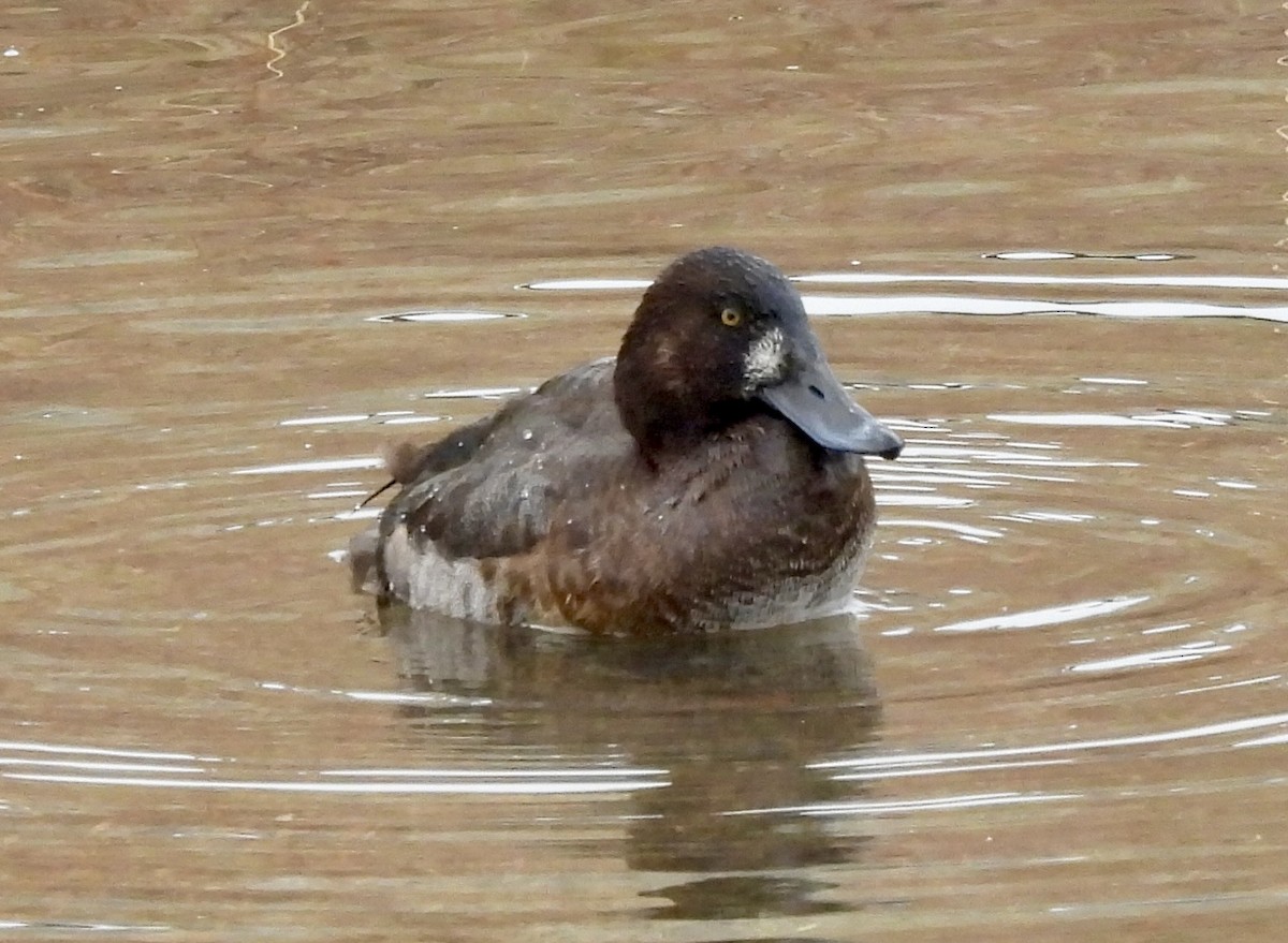 Морская чернеть - ML647268722