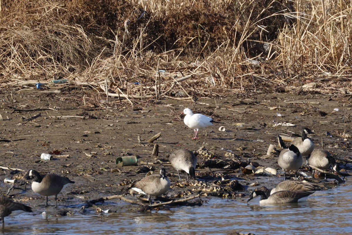 Ross's Goose - ML647268723