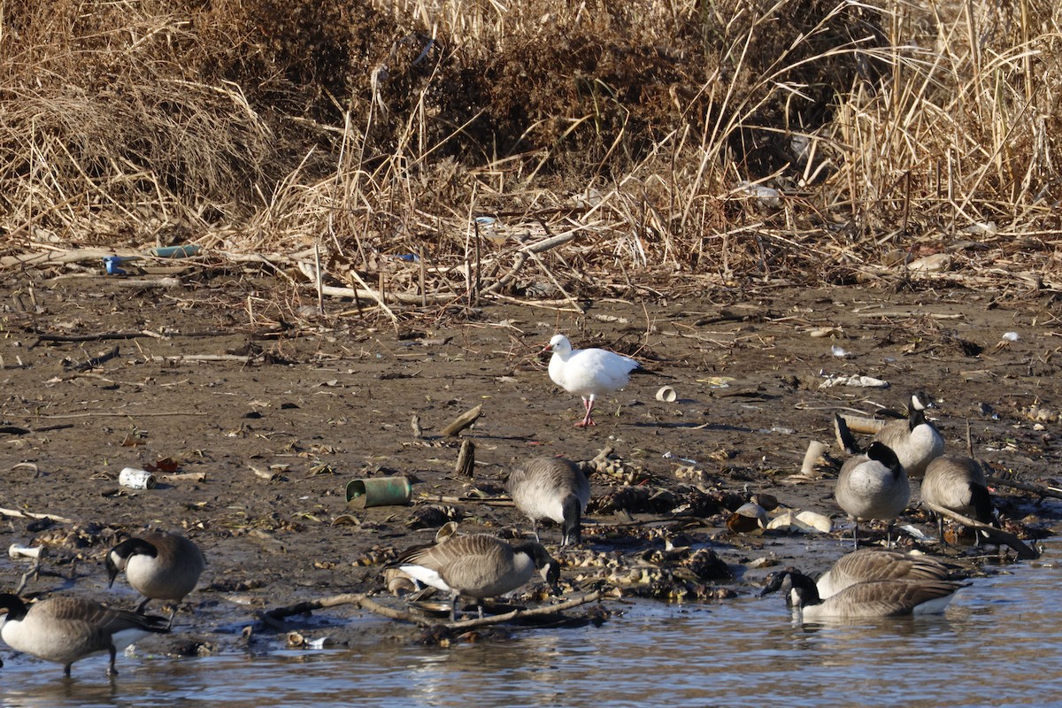 Ross's Goose - ML647268724