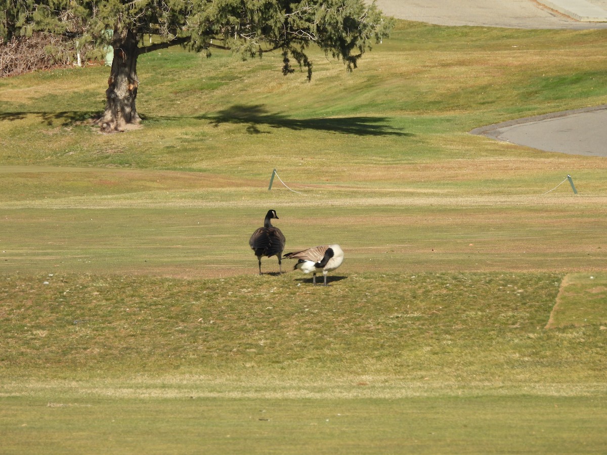 Canada Goose - ML647268725