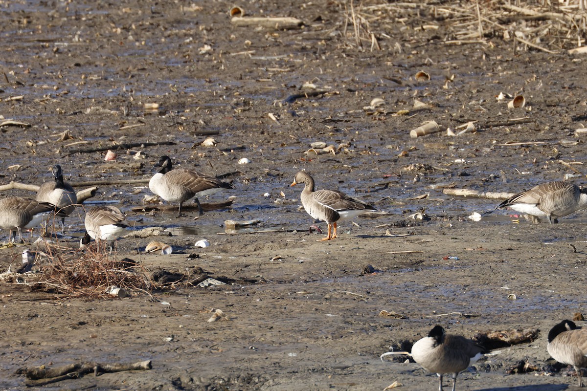 Greater White-fronted Goose - ML647268727