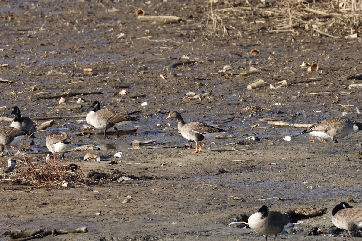 Greater White-fronted Goose - ML647268728