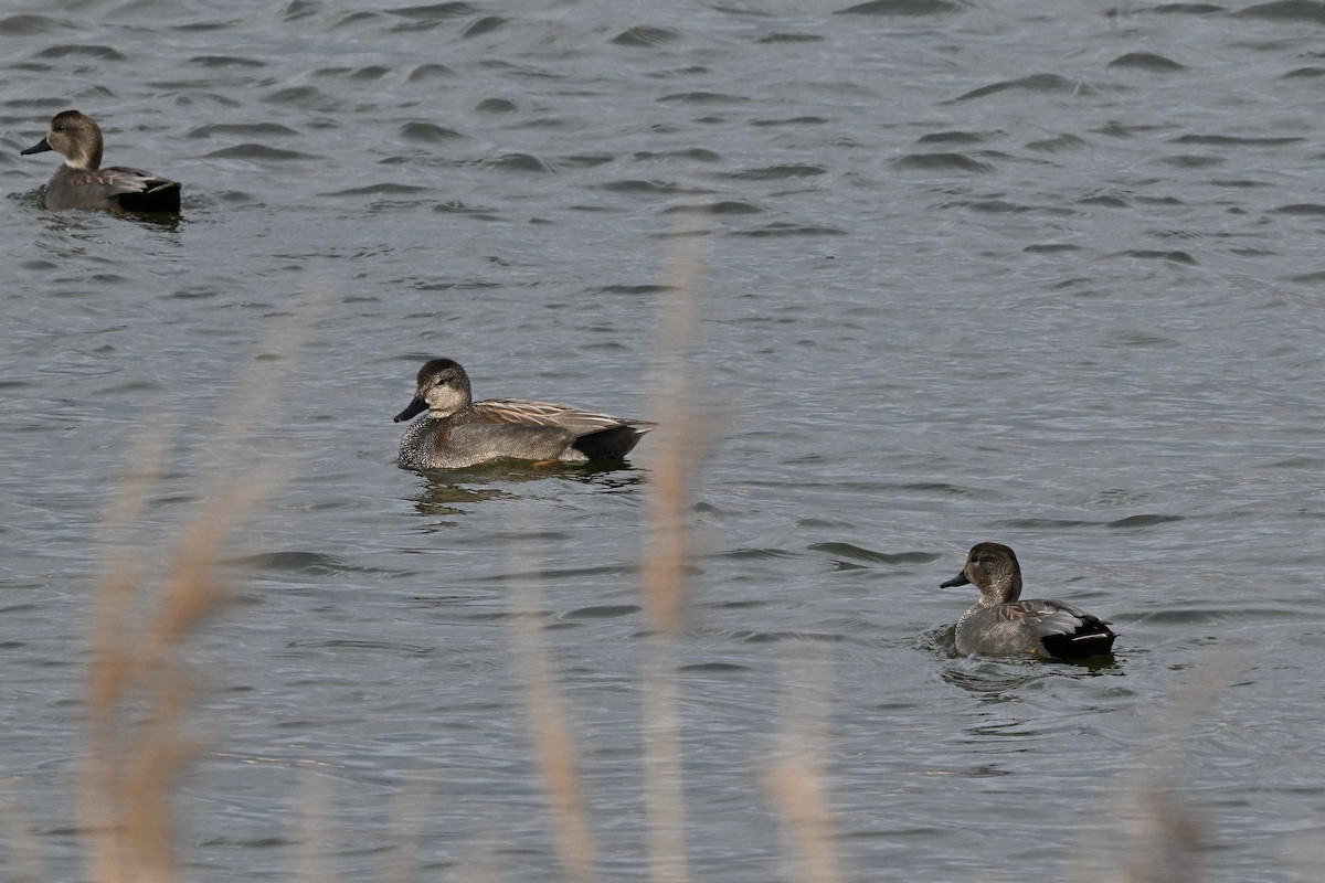 Boz Ördek - ML647268729