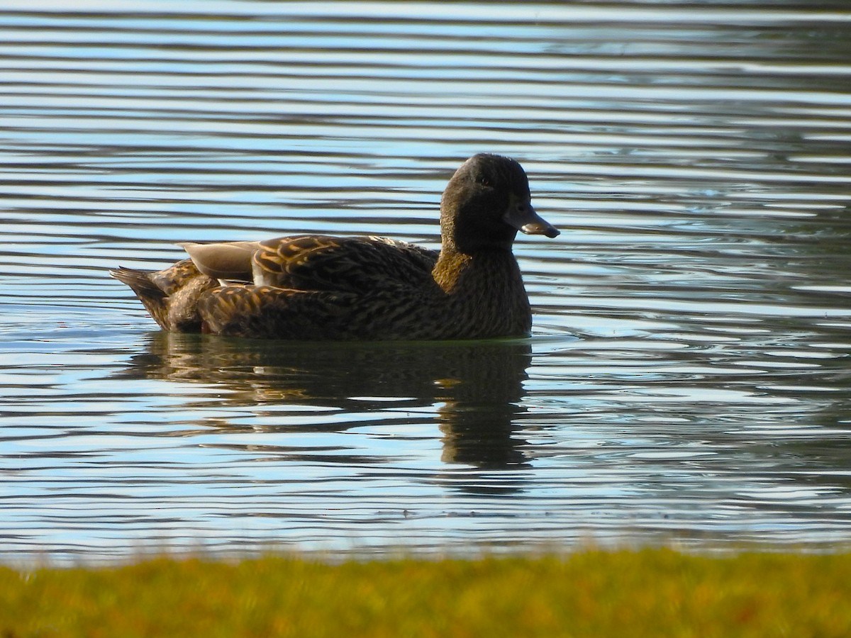 綠頭鴨(馴化) - ML647268730