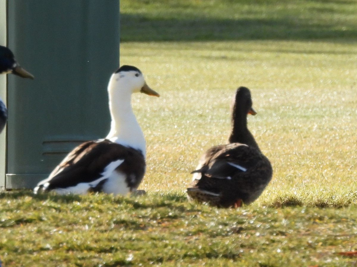 綠頭鴨(馴化) - ML647268731