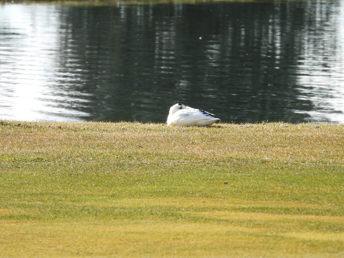 綠頭鴨(馴化) - ML647268732