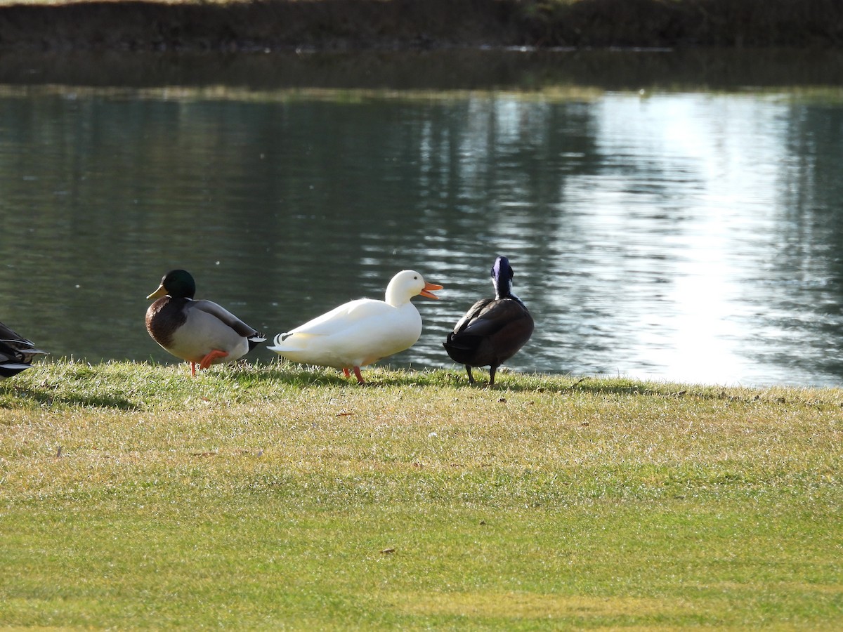 綠頭鴨(馴化) - ML647268733