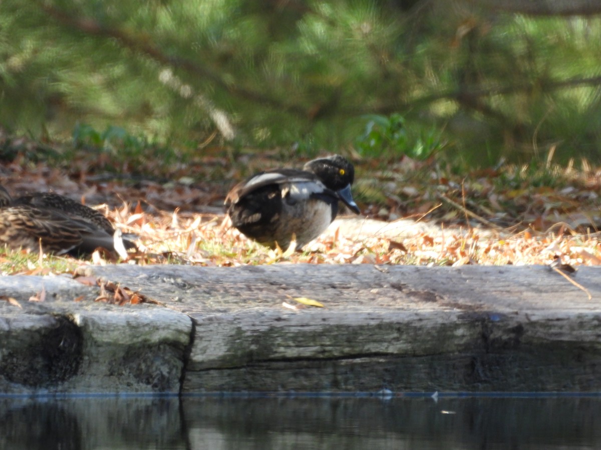 環頸潛鴨 - ML647268734
