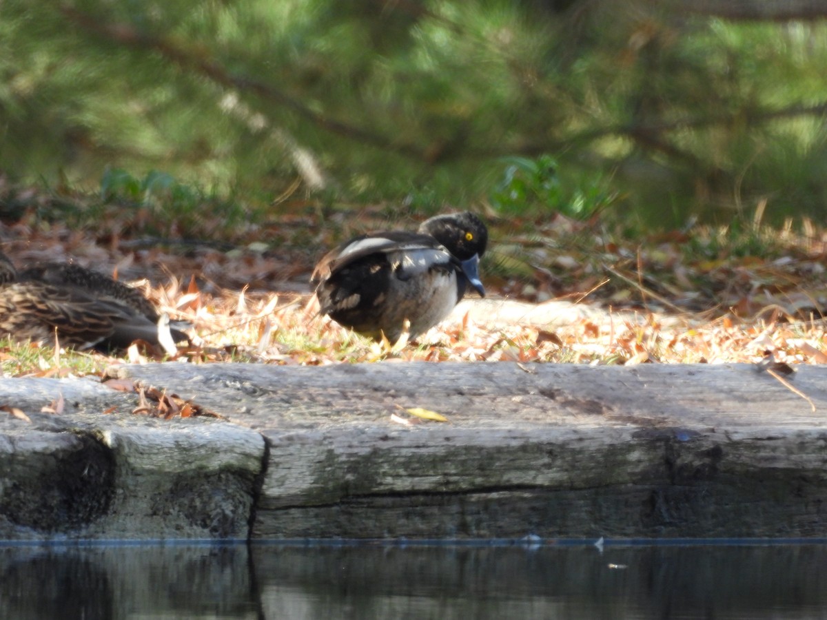 環頸潛鴨 - ML647268735