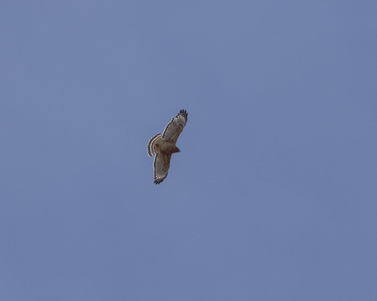 Red-shouldered Hawk - ML647268739