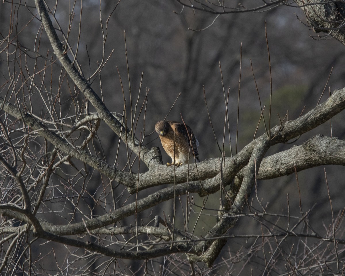 Red-shouldered Hawk - ML647268740