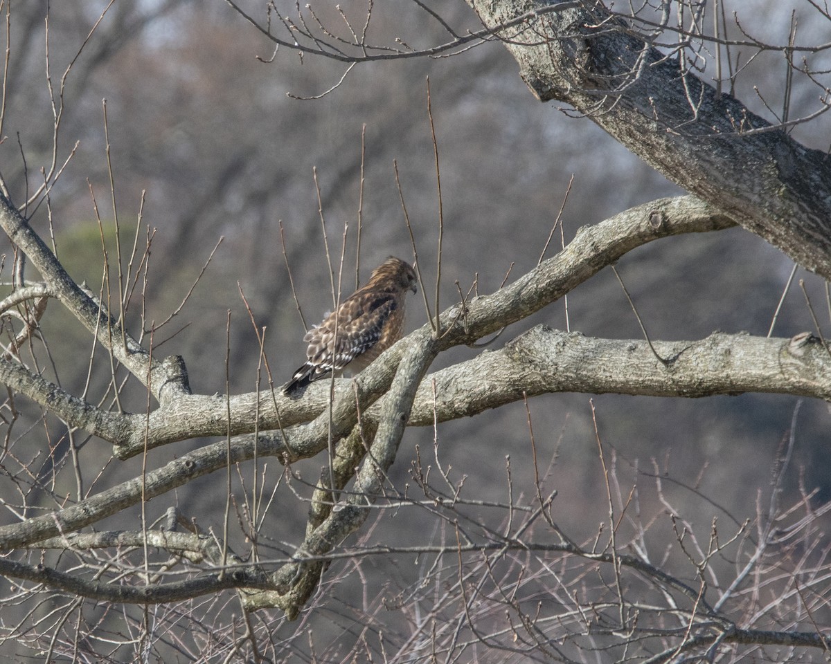 Red-shouldered Hawk - ML647268741