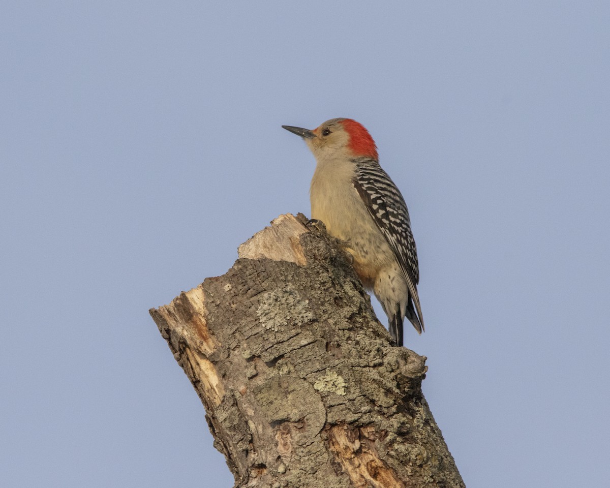 Red-bellied Woodpecker - ML647268743