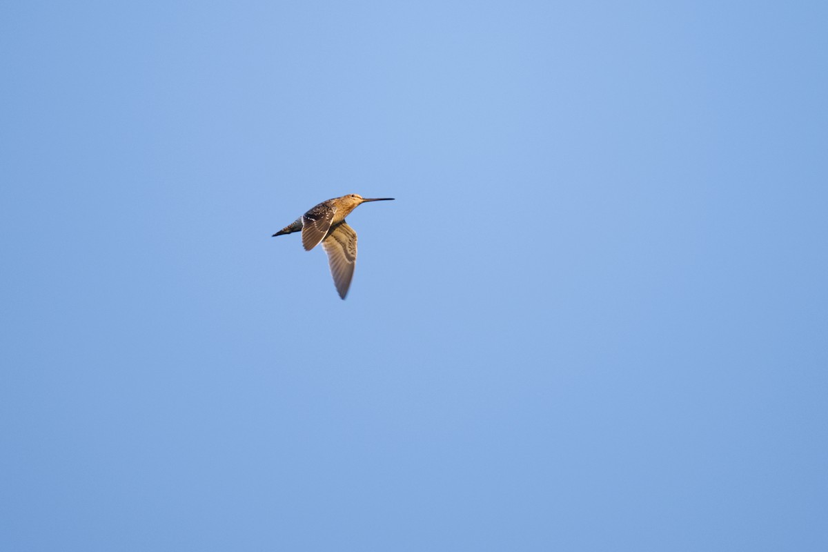 Beccaccino - ML647268744