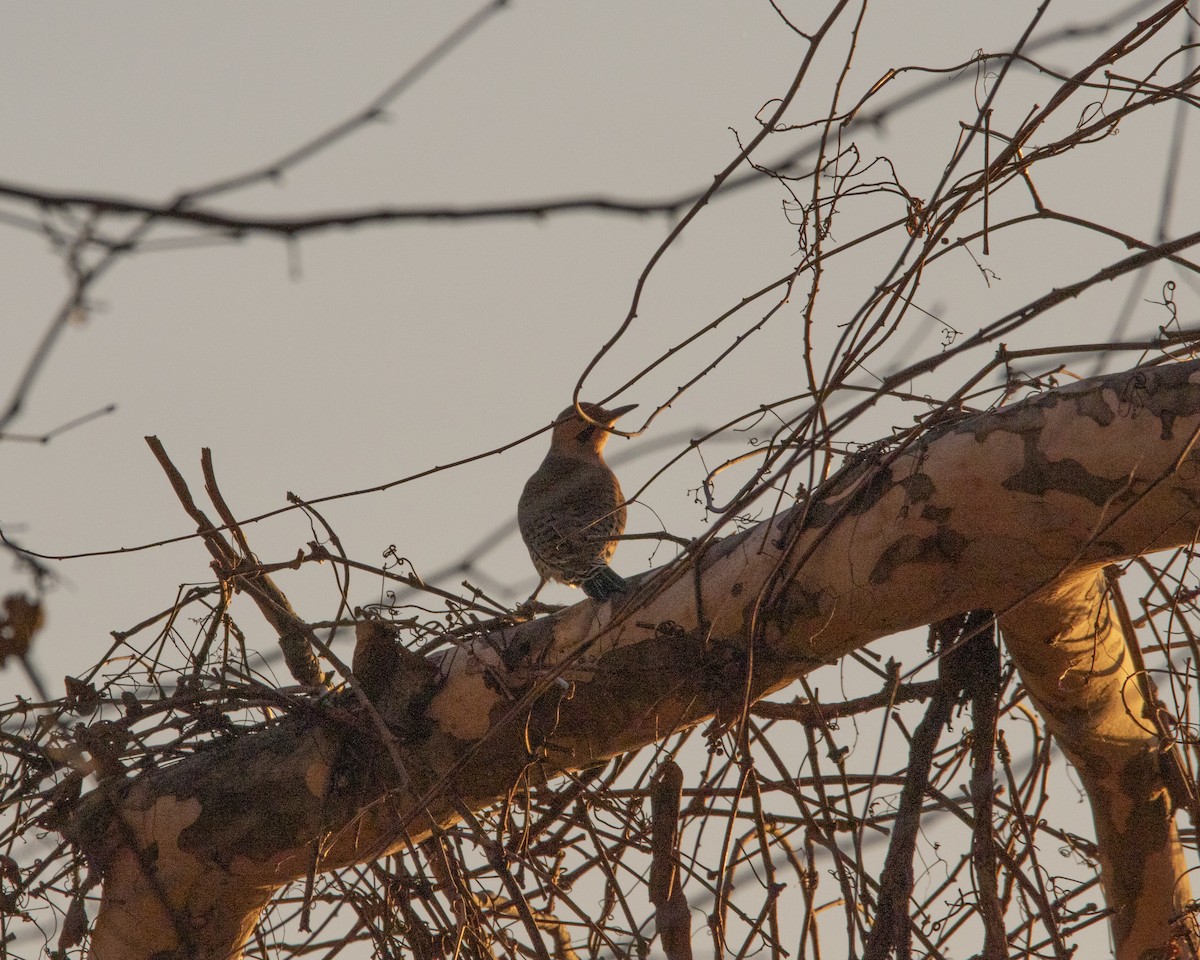 Northern Flicker - ML647268748