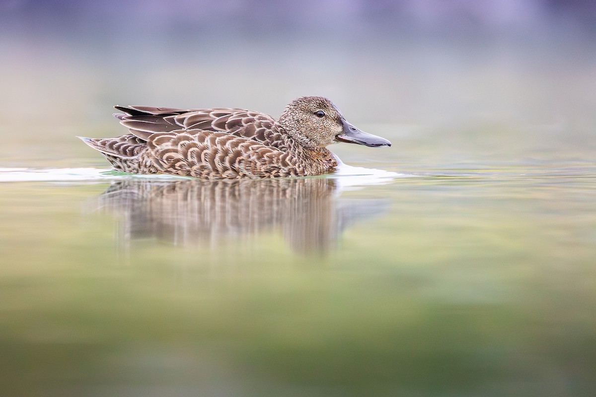 Cinnamon Teal - ML647268749