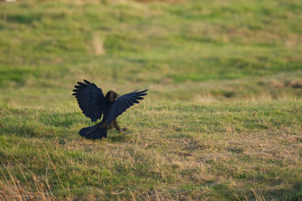 Cornacchia nera - ML647268751