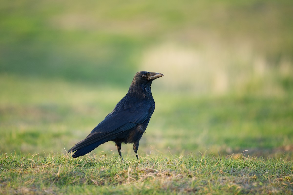 Cornacchia nera - ML647268752