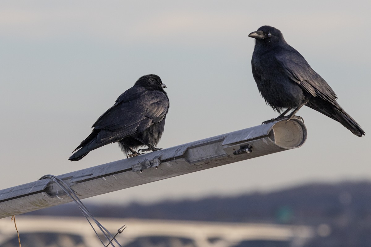 Fish Crow - ML647268756