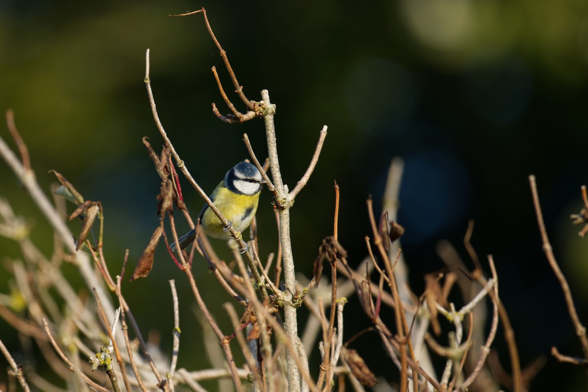 Cinciarella - ML647268757