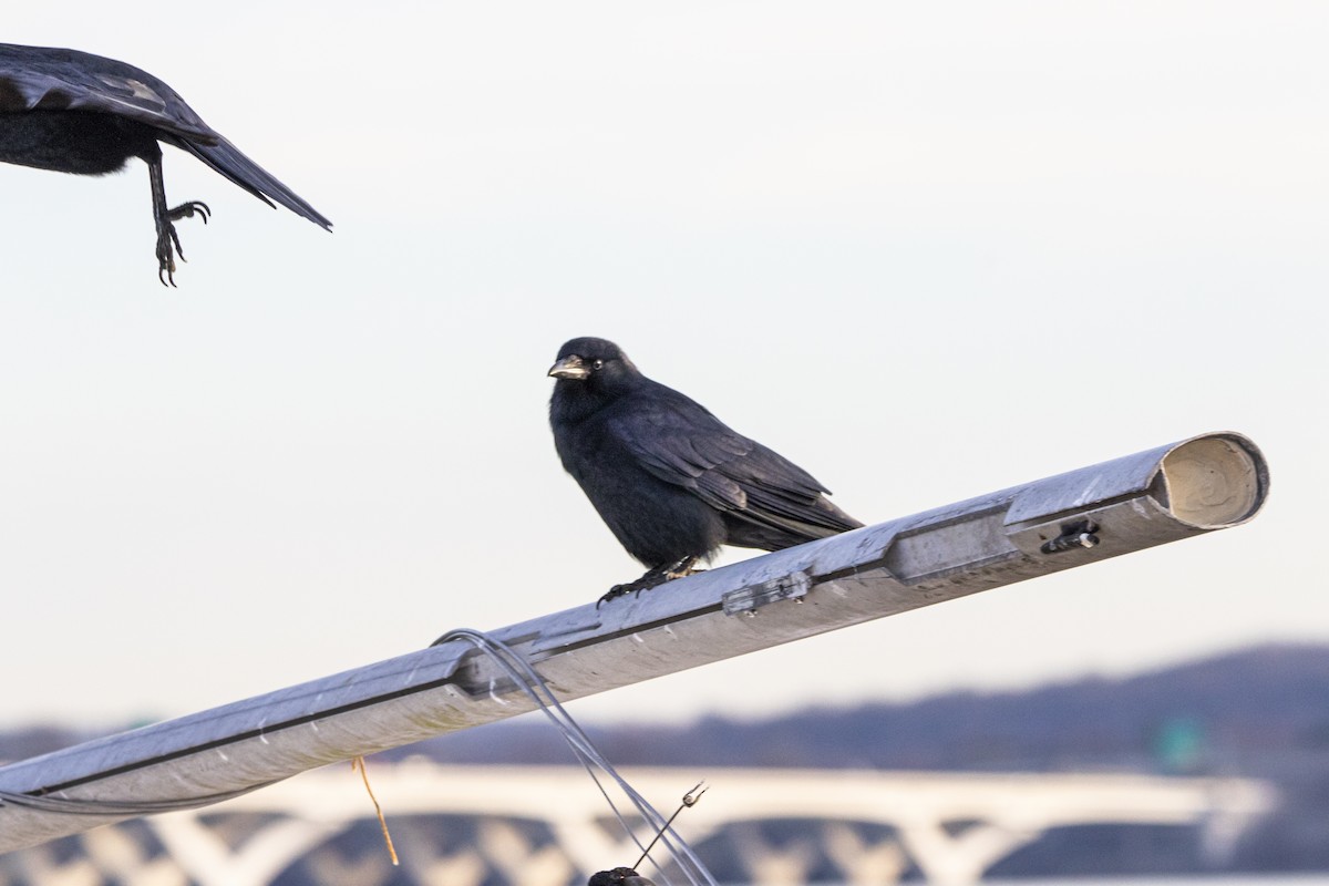 Fish Crow - ML647268759