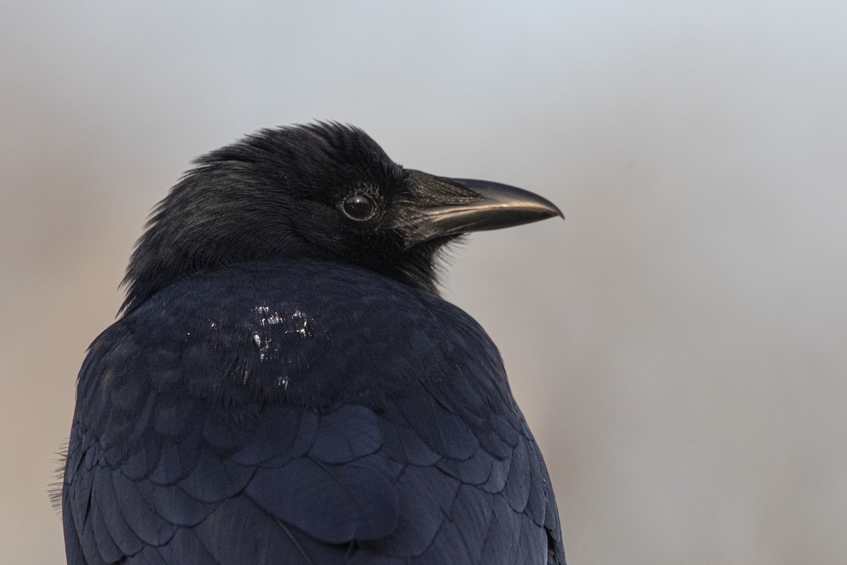 Fish Crow - ML647268762