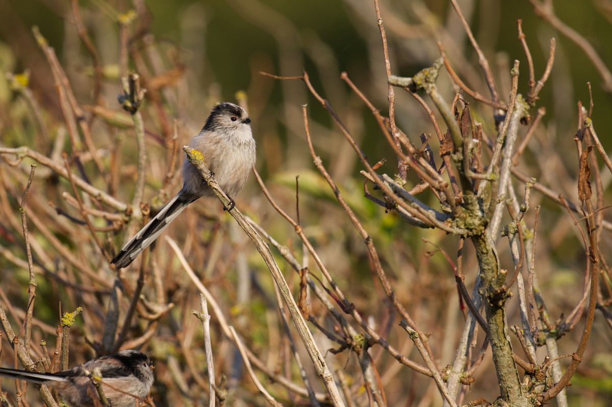 Codibugnolo - ML647268765