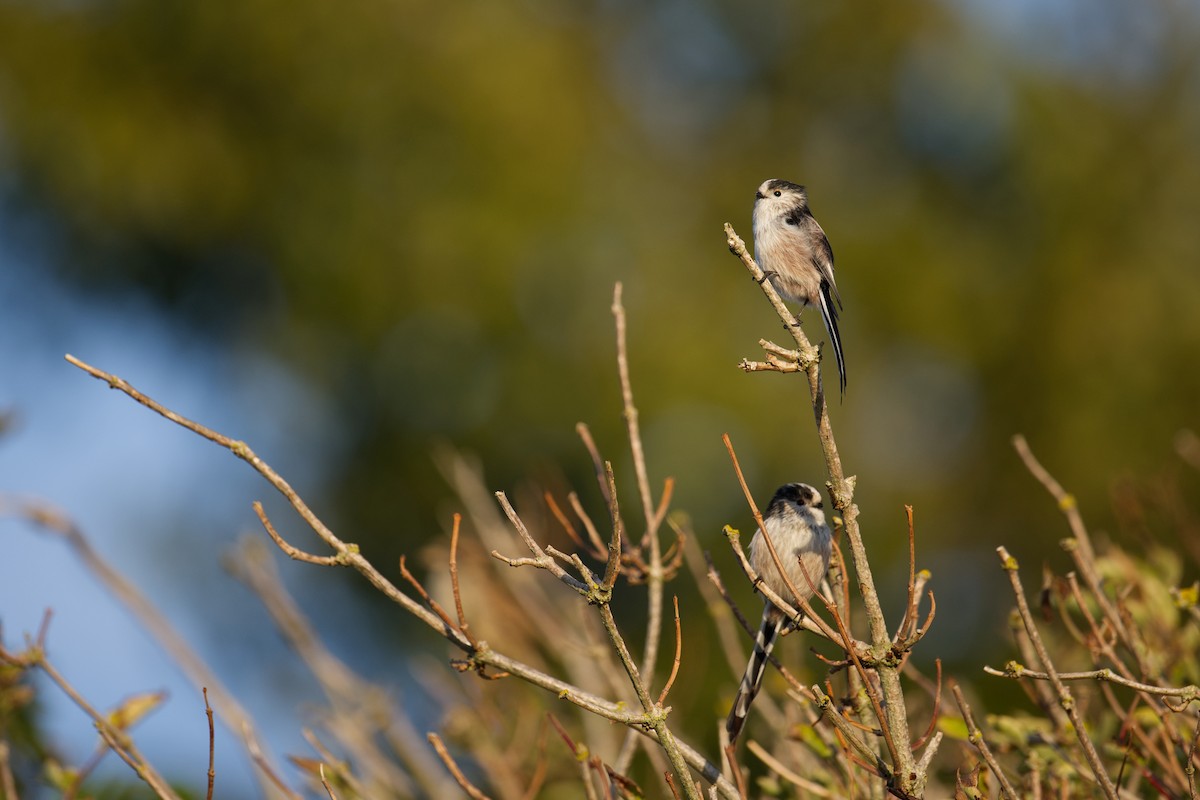 Codibugnolo - ML647268768