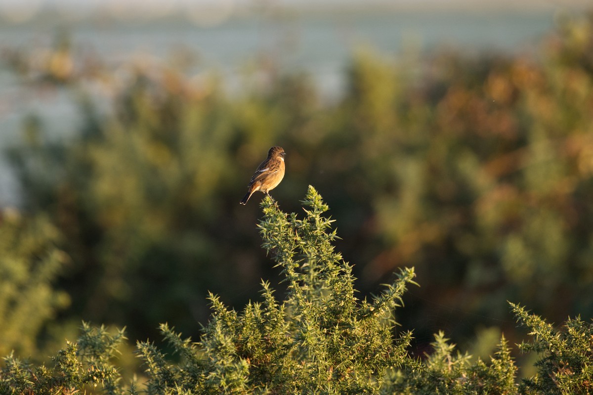 Saltimpalo - ML647268772