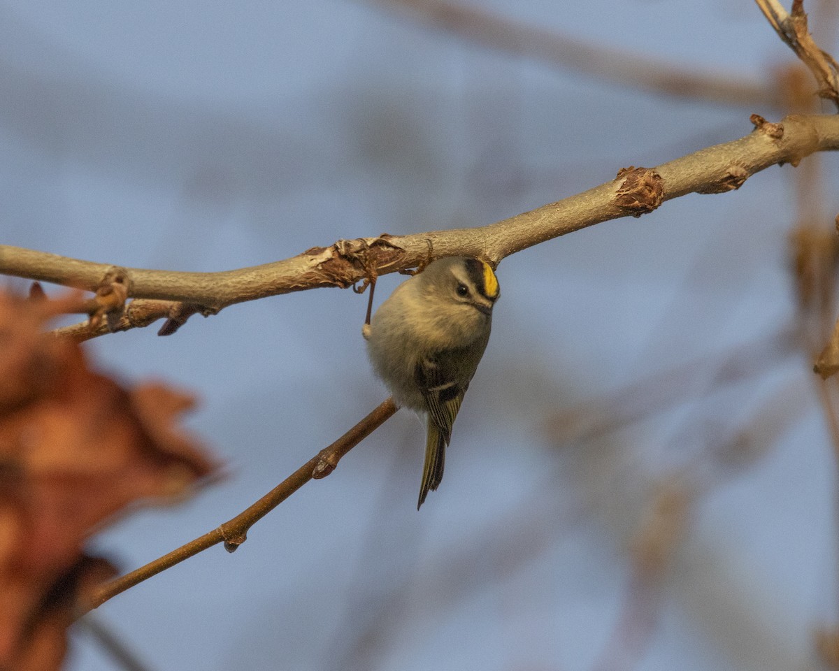 Erregetxo amerikarra - ML647268773