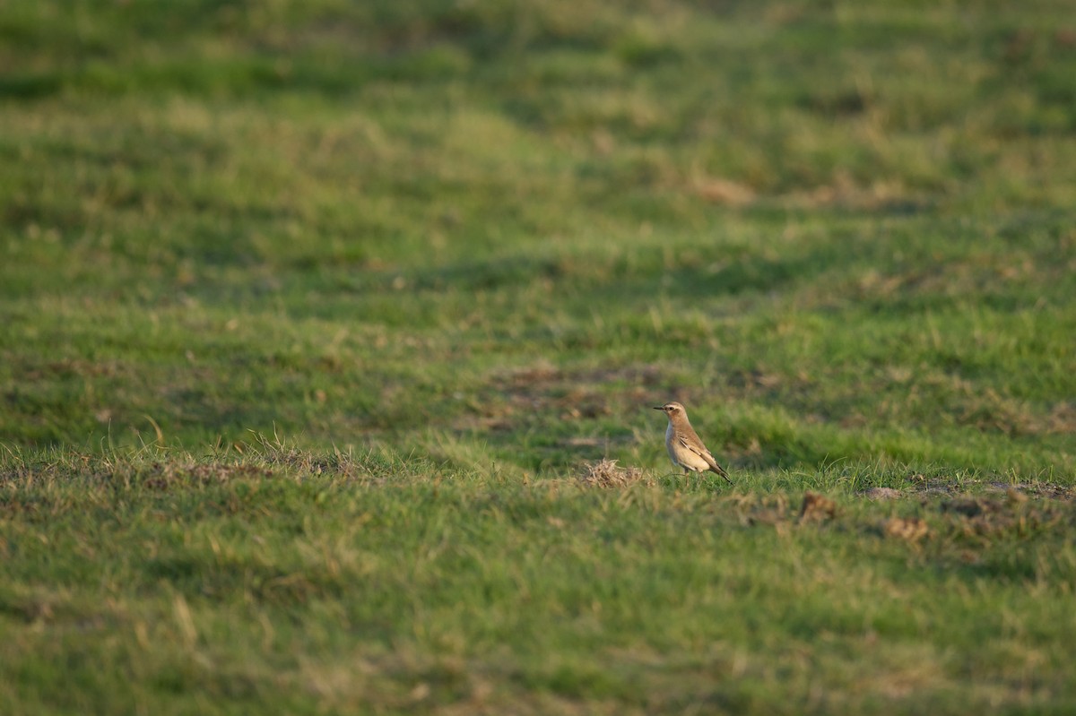 Culbianco - ML647268774